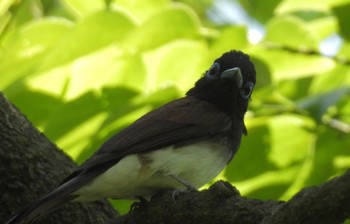 Fri, 5/10/2024 Birding report at 鶴舞公園(名古屋)