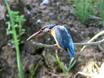 Common Kingfisher ギャザリアビオガーデン　フジクラ木場千年の森 Sat, 5/11/2024