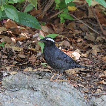 Sat, 5/11/2024 Birding report at 鶴舞公園(名古屋)