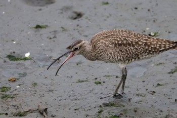 チュウシャクシギ 東京港野鳥公園 2024年4月27日(土)