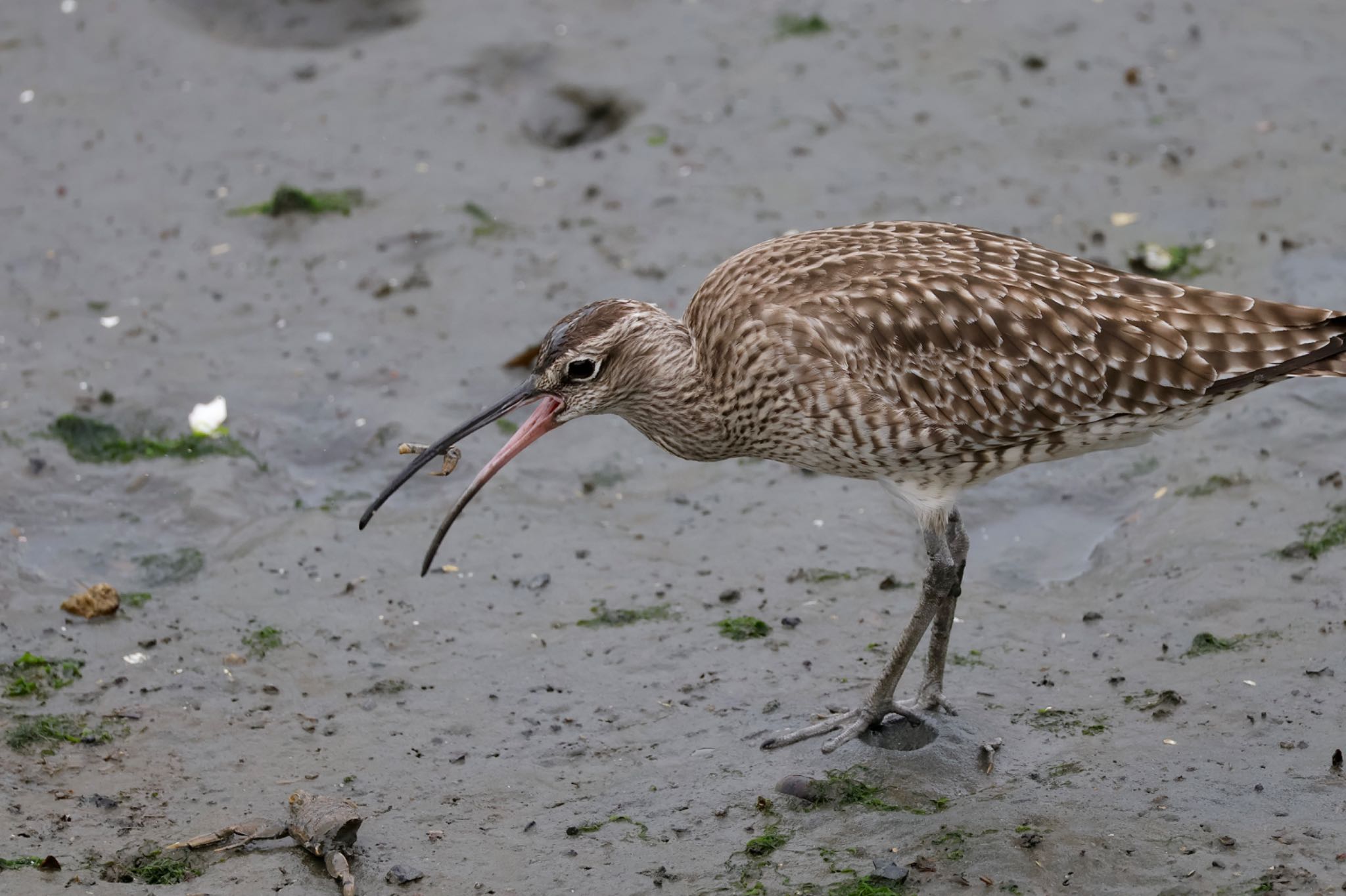 Eurasian Whimbrel