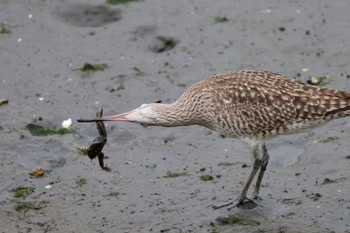 チュウシャクシギ 東京港野鳥公園 2024年4月27日(土)