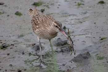 チュウシャクシギ 東京港野鳥公園 2024年4月27日(土)