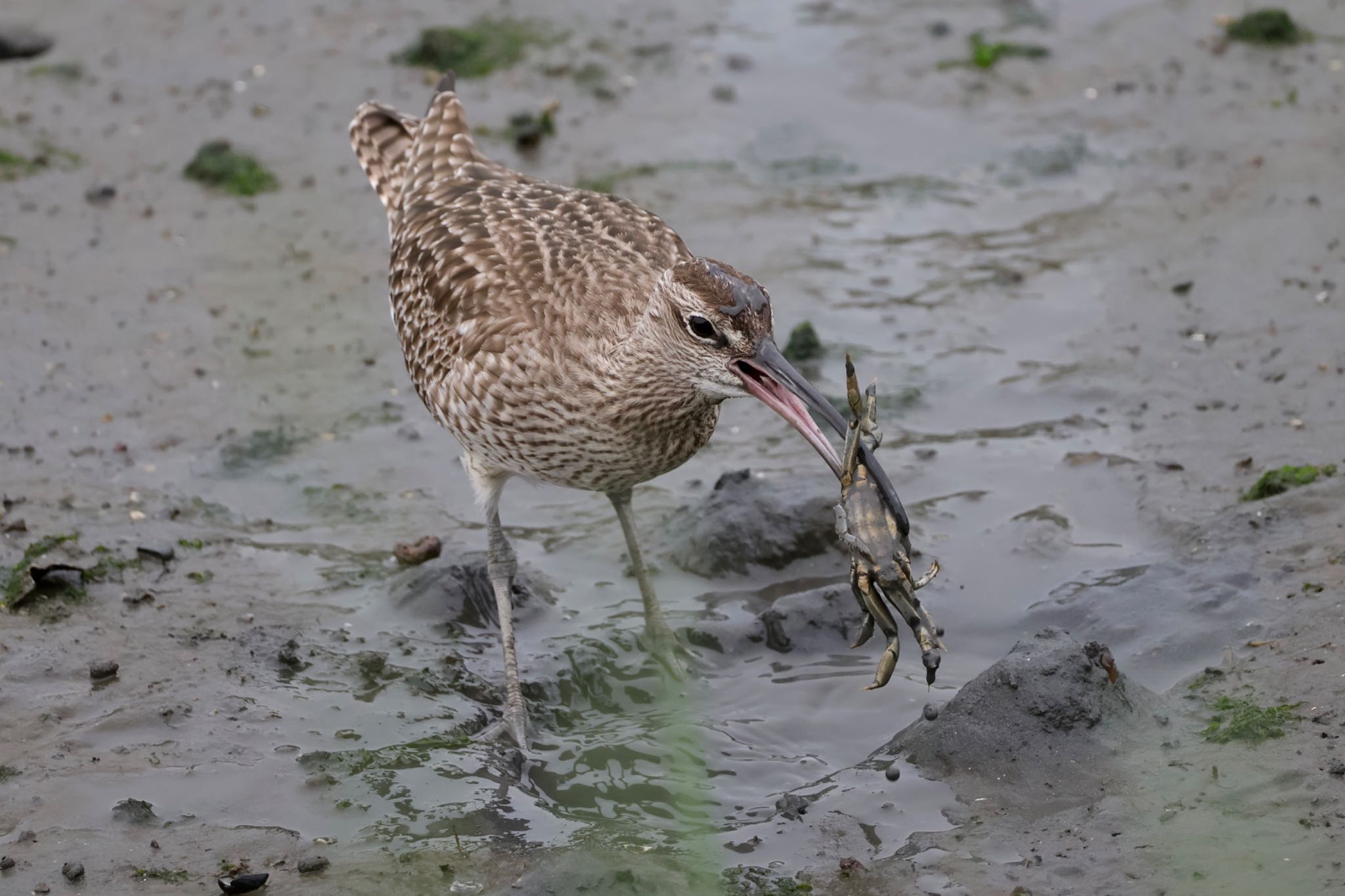 Eurasian Whimbrel