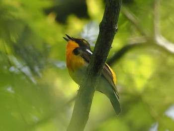 Narcissus Flycatcher 日向渓谷 Mon, 4/29/2024