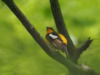 Narcissus Flycatcher 日向渓谷 Mon, 4/29/2024