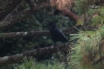 2019年1月5日(土) 足立公園の野鳥観察記録