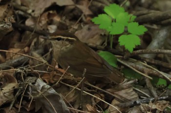 ヤブサメ 山梨県 2024年5月11日(土)