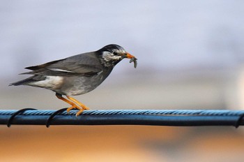 White-cheeked Starling 自宅前 Sat, 5/11/2024