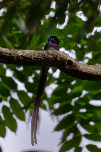 Black Paradise Flycatcher 山梨県 Sat, 5/11/2024