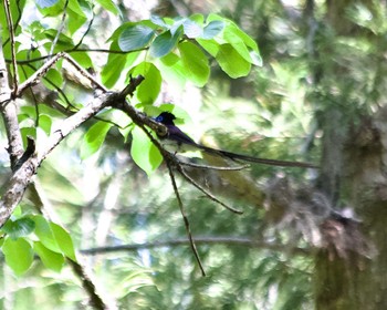 サンコウチョウ 場所が不明 2024年5月11日(土)