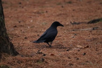 ハシボソガラス 足立公園 2019年1月5日(土)