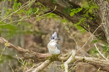 Crested Kingfisher(pallida) Unknown Spots Sat, 5/11/2024