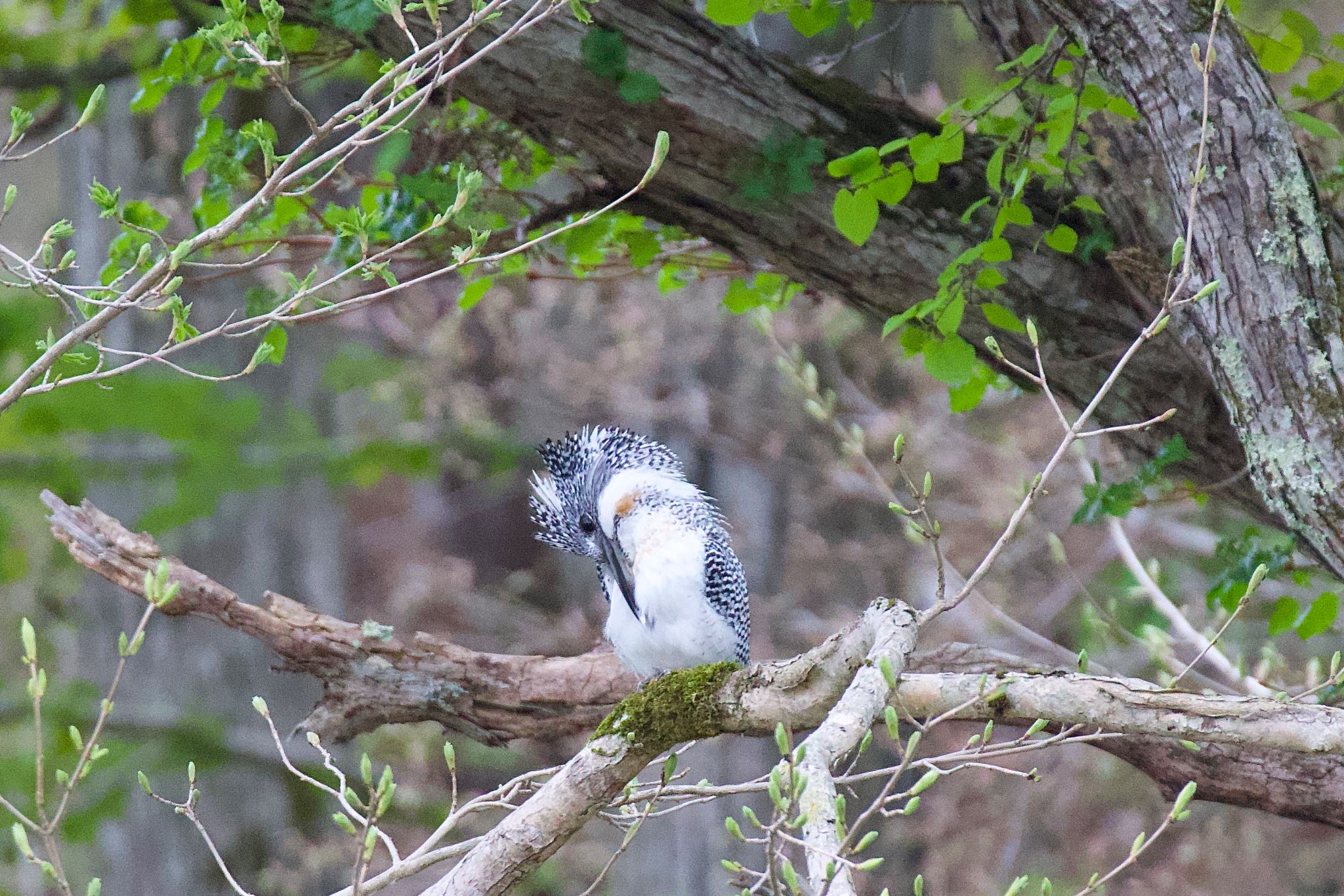 Photo of Crested Kingfisher(pallida) at  by シロハラゴジュウカラ推し