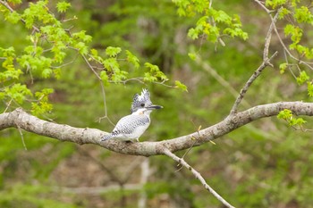 Crested Kingfisher 千歳川 Sat, 5/11/2024