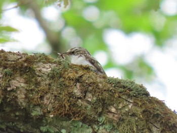 Eurasian Treecreeper 荒沢湿原 Mon, 5/6/2024