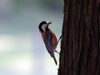 Varied Tit 洞峰公園 Sat, 5/11/2024