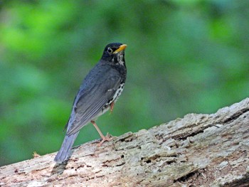 Japanese Thrush 太白山自然観察の森 Sat, 5/11/2024