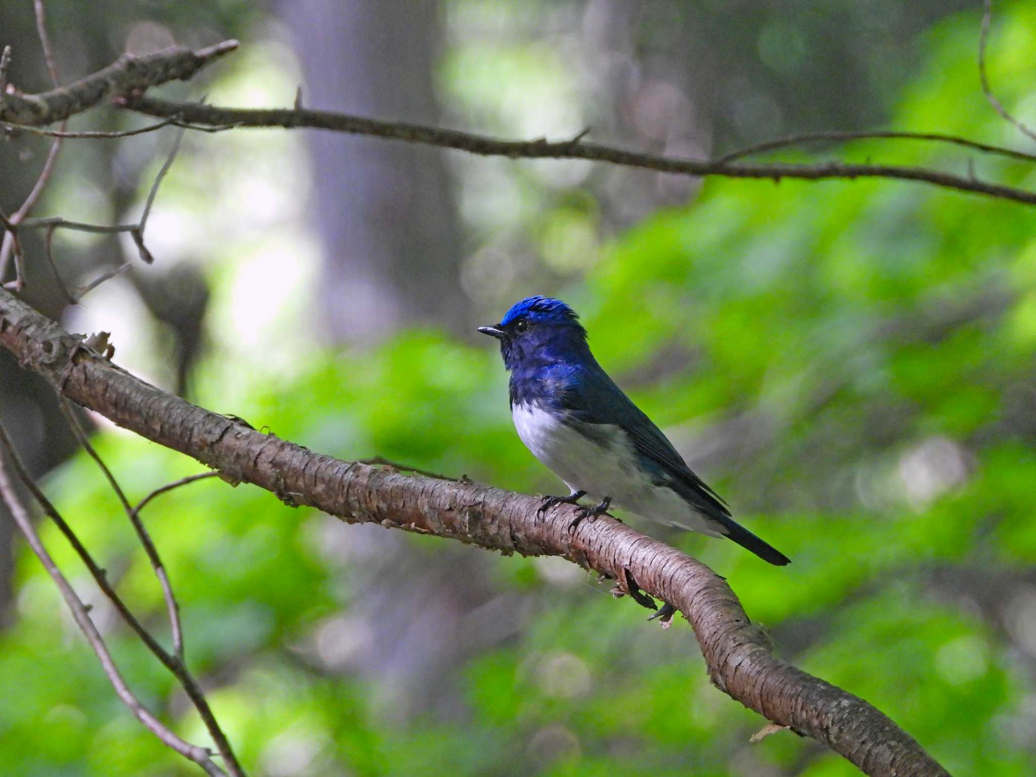 Photo of Blue-and-white Flycatcher at 太白山自然観察の森 by くーちゃんねる