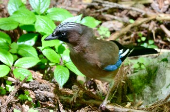 Eurasian Jay 英彦山 Sat, 5/11/2024