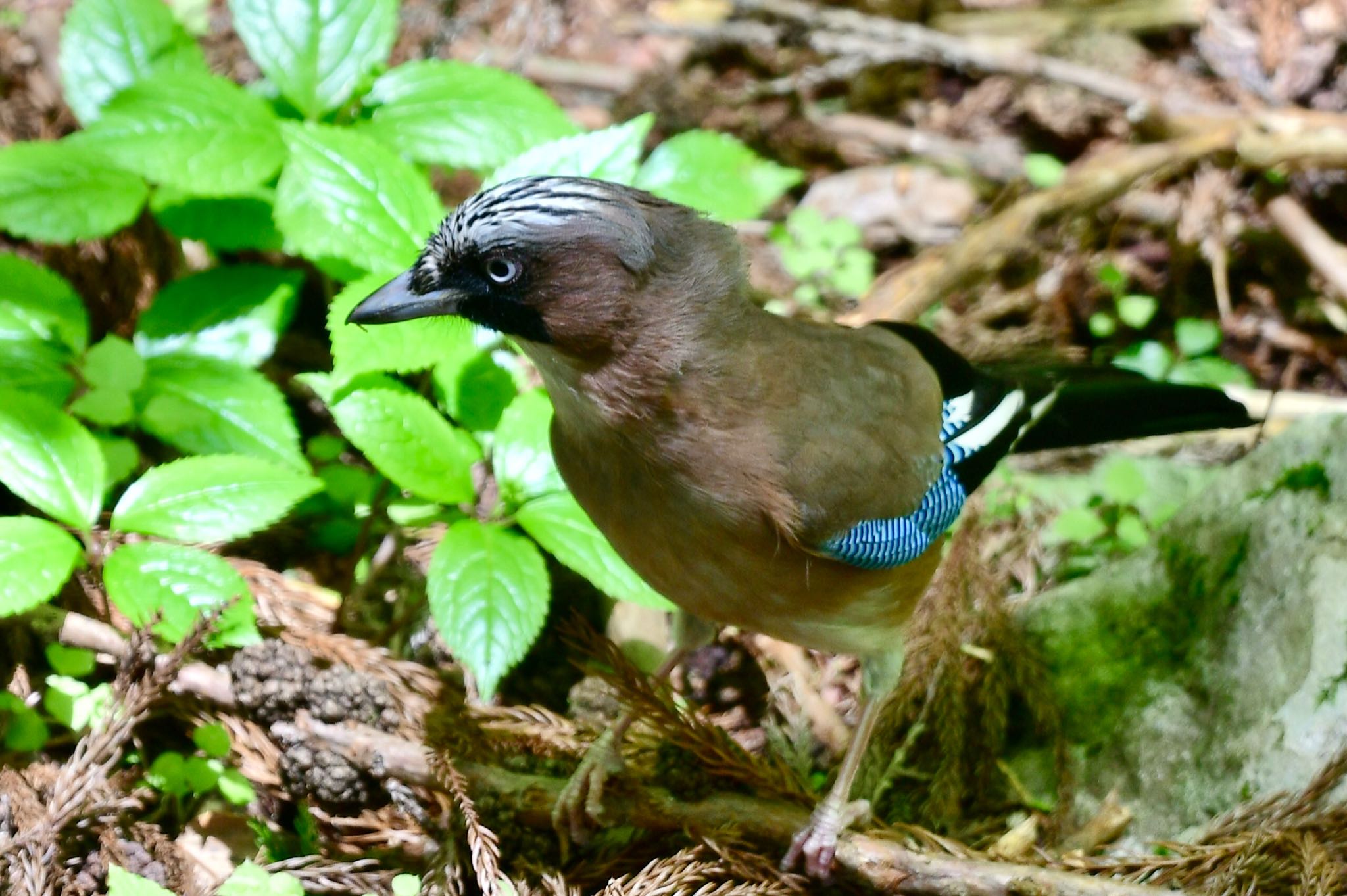 Photo of Eurasian Jay at 英彦山 by にょろちょろ