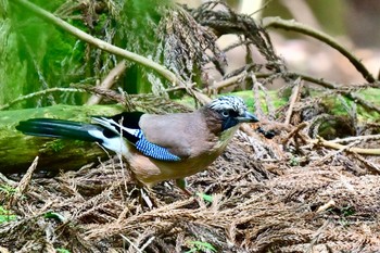 Eurasian Jay 英彦山 Sat, 5/11/2024