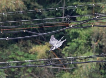 Crested Kingfisher 菊池川白石堰(熊本県) Sat, 5/11/2024