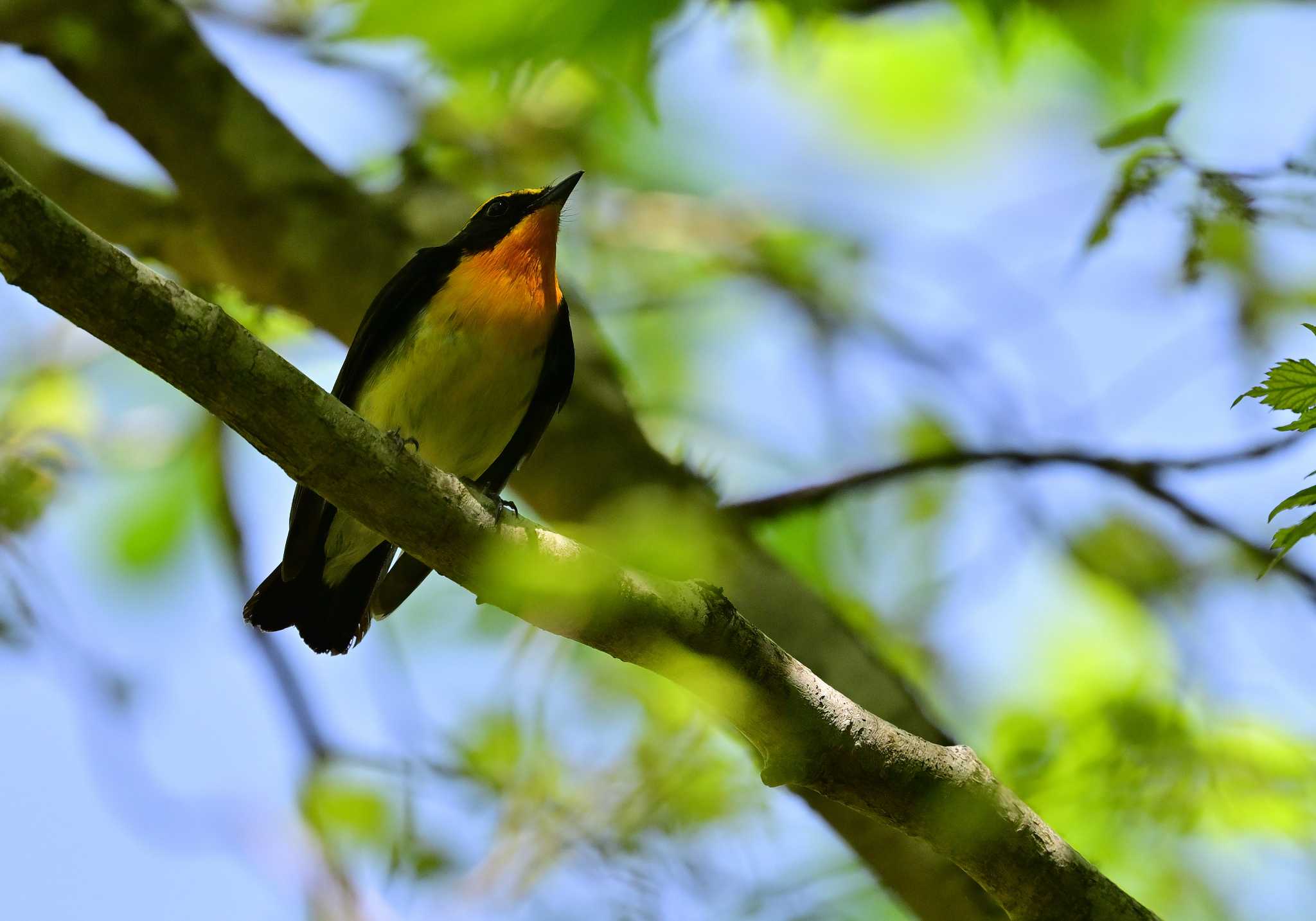 Photo of Narcissus Flycatcher at 須山口登山道 by 塩コンブ