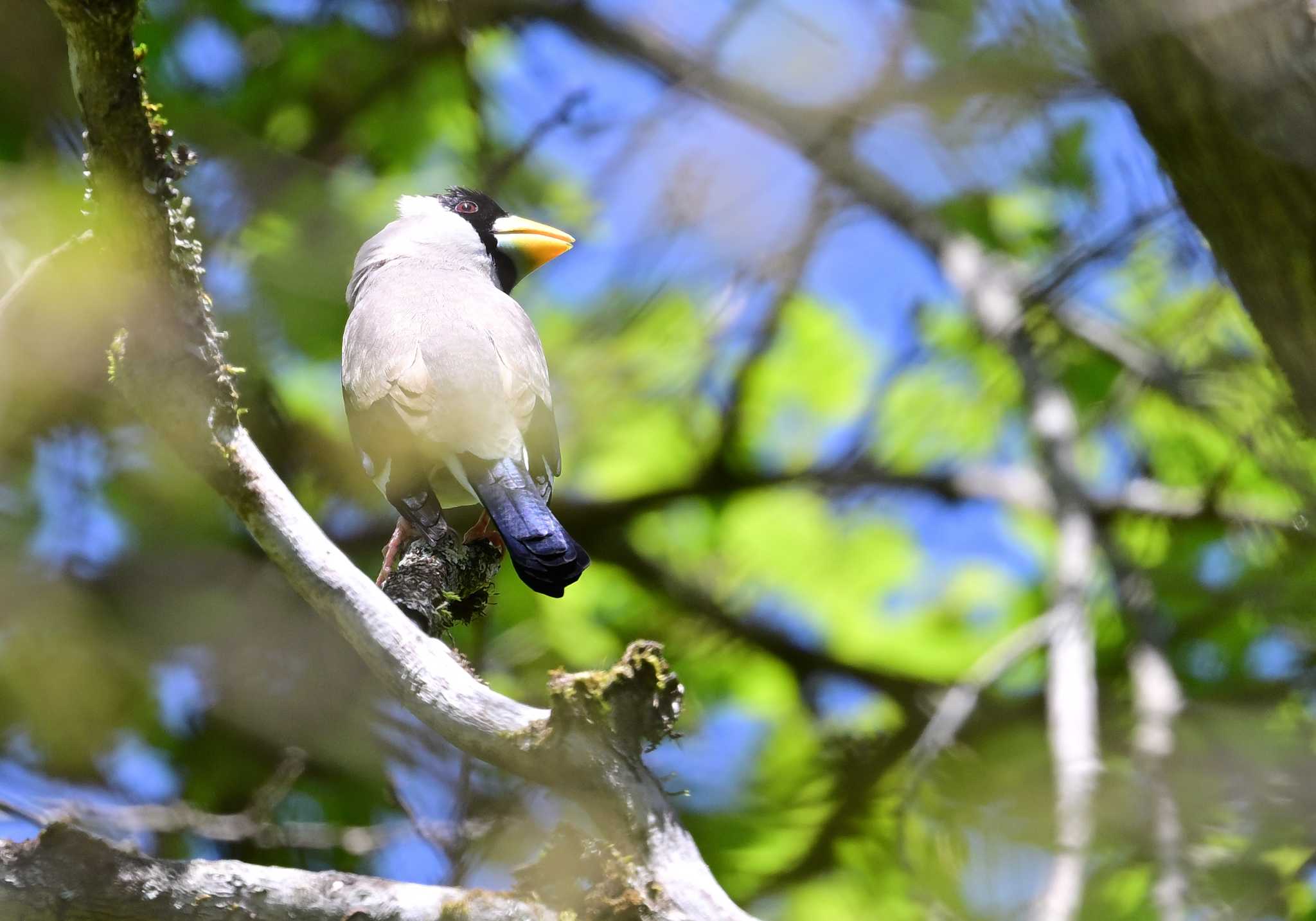 Photo of Japanese Grosbeak at 須山口登山道 by 塩コンブ