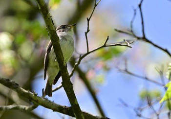 Asian Brown Flycatcher 須山口登山道 Sat, 5/11/2024