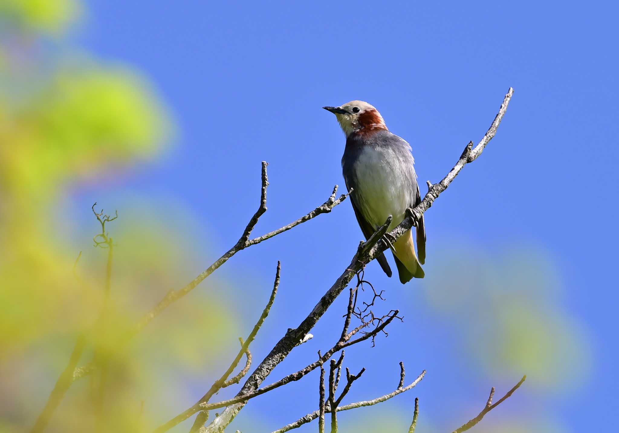 Chestnut-cheeked Starling