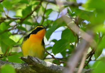 Narcissus Flycatcher 須山口登山道 Sat, 5/11/2024