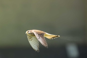 Common Kestrel 東京都多摩地域 Fri, 5/3/2024