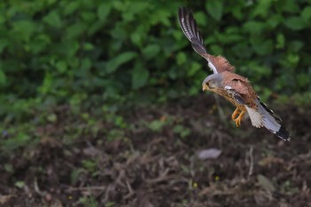 Common Kestrel 東京都多摩地域 Fri, 5/3/2024