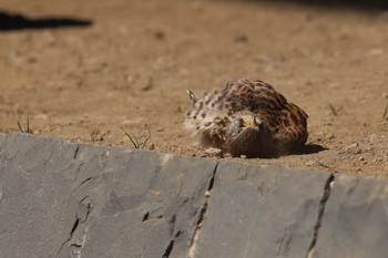 Common Kestrel 東京都多摩地域 Fri, 5/3/2024