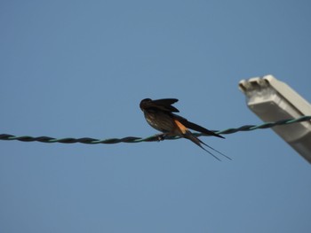 Sat, 5/11/2024 Birding report at 京都府京田辺市