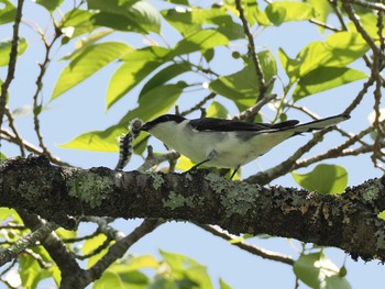 Ashy Minivet 栃木県民の森 Sat, 5/11/2024