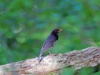 クロツグミ 太白山自然観察の森 2024年5月11日(土)