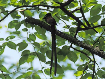 Black Paradise Flycatcher 太白山自然観察の森 Sat, 5/11/2024