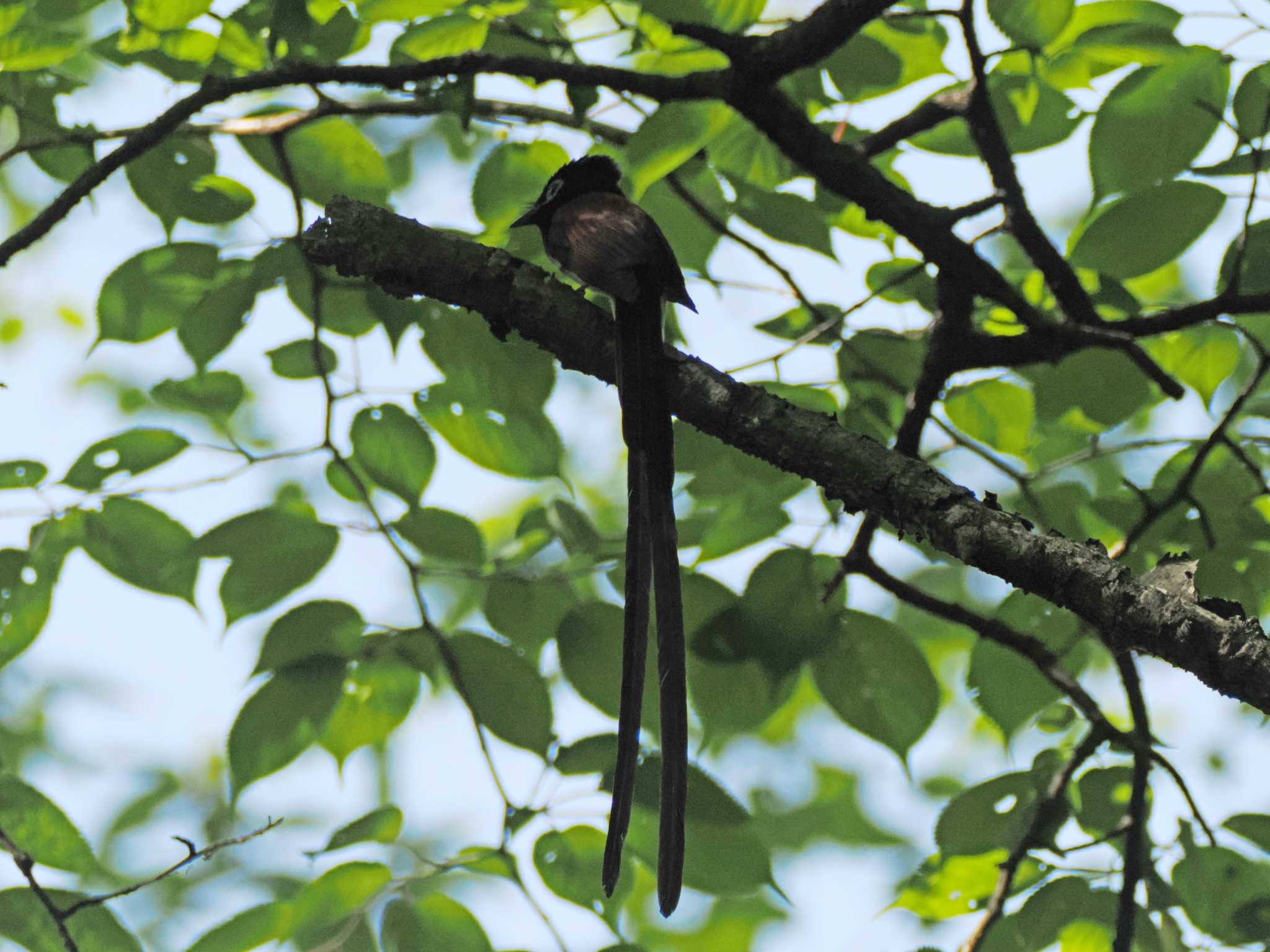 Photo of Black Paradise Flycatcher at 太白山自然観察の森 by ぴーさん