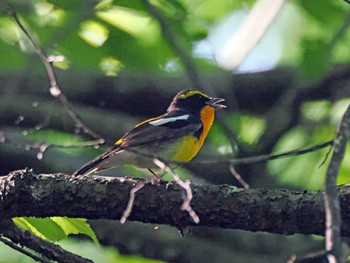 Narcissus Flycatcher 太白山自然観察の森 Sat, 5/11/2024