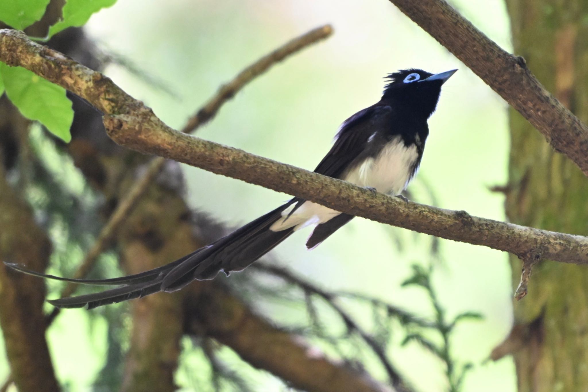 Photo of Black Paradise Flycatcher at 八王子城跡 by Osprey