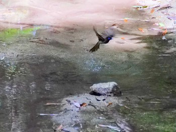 Black Paradise Flycatcher Unknown Spots Sat, 5/11/2024