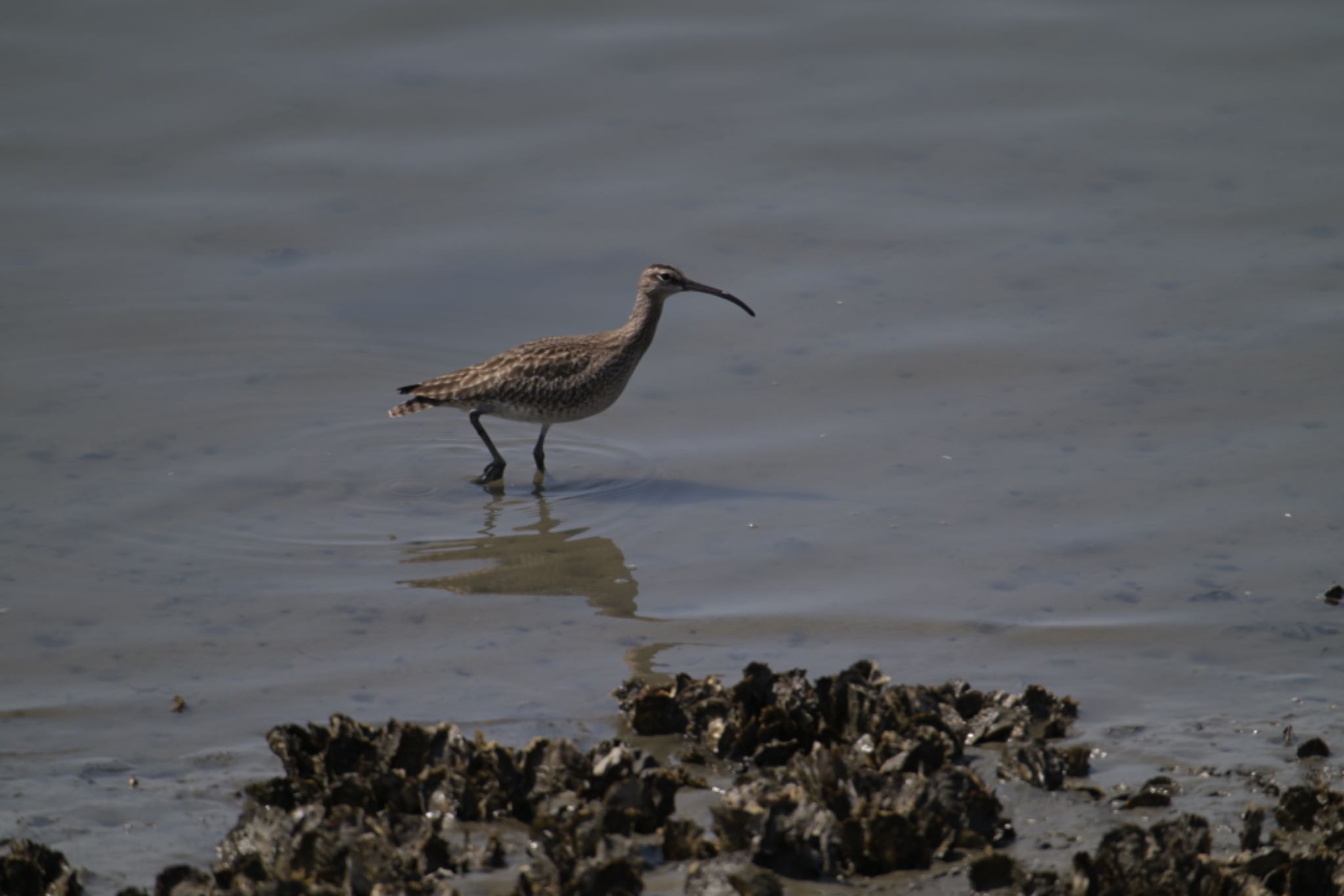 Eurasian Whimbrel