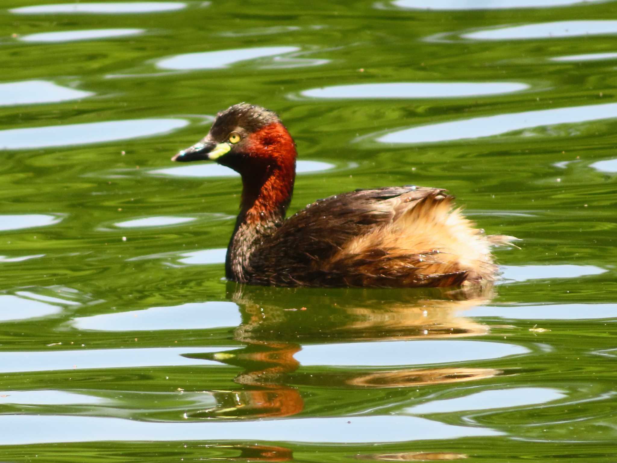 Photo of Little Grebe at Shakujii Park by ゆ