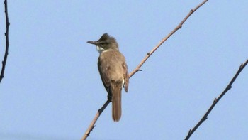 Oriental Reed Warbler 大久保農耕地 Fri, 5/3/2024