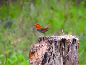 Sat, 4/6/2024 Birding report at Osaka castle park