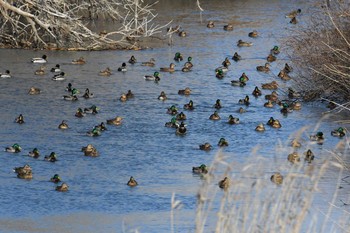 マガモ 蕪栗沼 2019年1月1日(火)