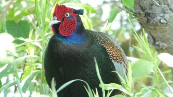 Green Pheasant Watarase Yusuichi (Wetland) Sat, 5/4/2024