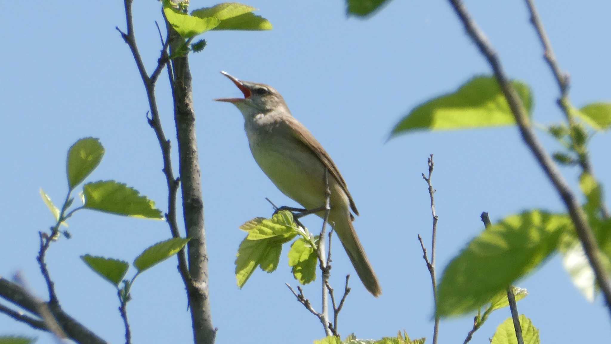 Oriental Reed Warbler